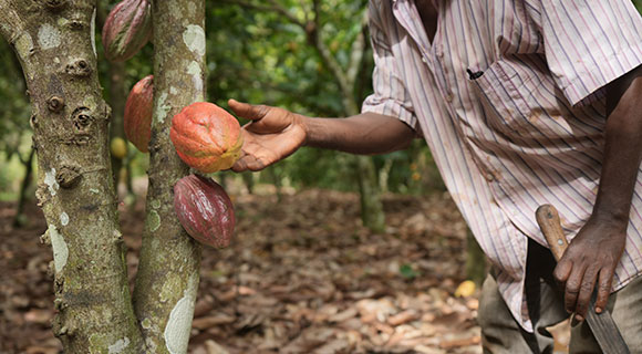 Grand Cru Suhum à base de cacao Forastero biologique