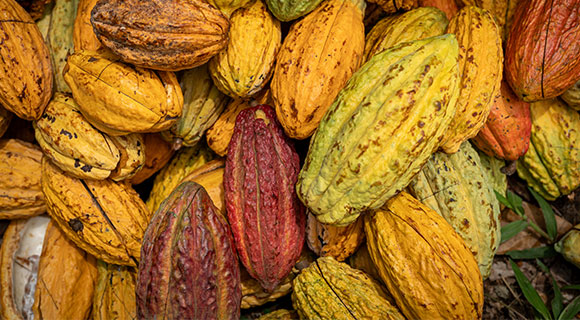 Grand Cru Esmeraldas à base de cacao Arriba riche en arômes