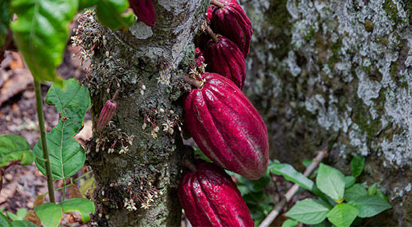 Grand Cru Maracaibo à base de noble cacao Criollo