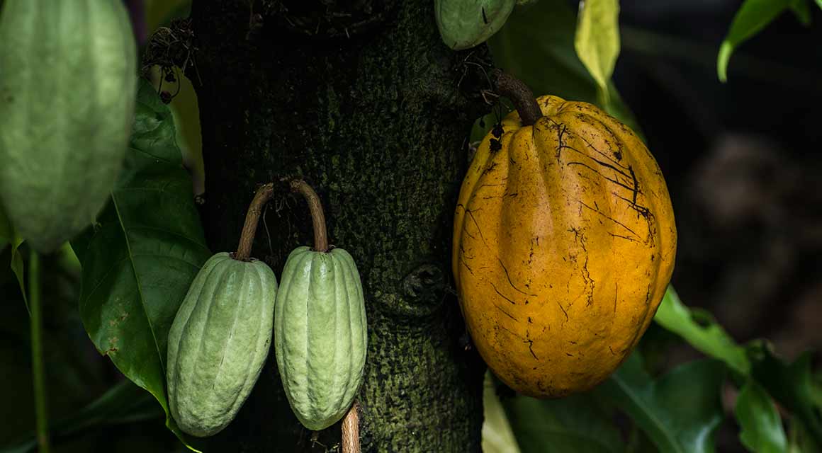 The cacao tree and its fruit