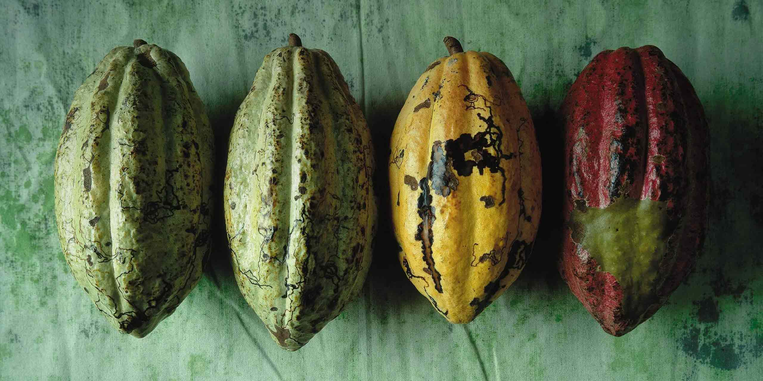 Voyage de cacao