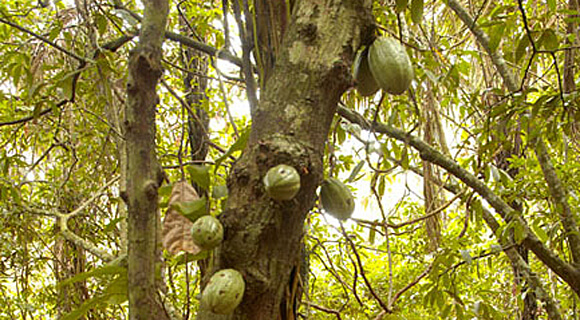 Du cacao au chocolat