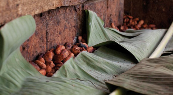 From cacao to chocolate